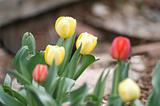 Tulips in spring time