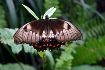 Australian Butterfly