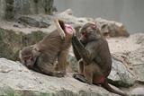 a monkey's notion of quality time