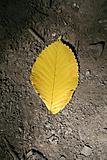 Yellow leaf