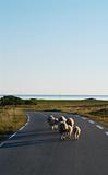 Sheeps on the road again..