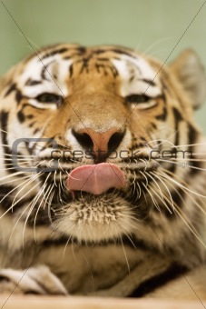 Tigers tounge / happy cat