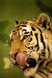 Tigers tounge