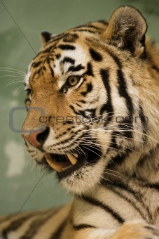 Tiger portrait 