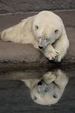 Polar bear resting in zoo