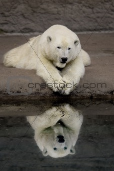 Polar bear and reflektion in water
