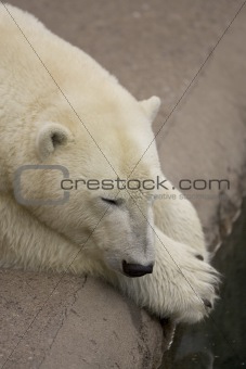 Polar bear bored