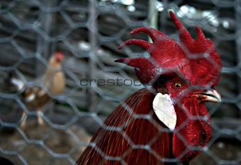 Trapped rooster