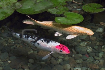 japanese red fish