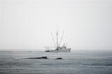 Fishing trawler and Humpback whale's