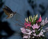 Hummingbird Moth drinks flower 1
