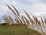 Florida Beach Grass