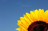 Sunflower detail