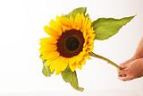 Sunflower with leafs