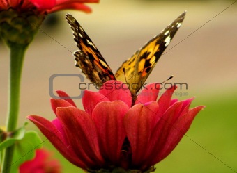 Zinnia and the Red Admiral