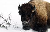 American bison 