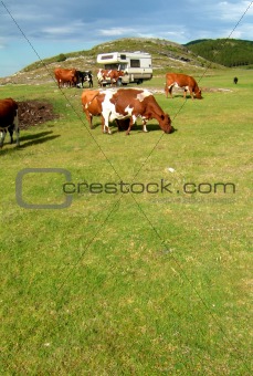 Cows and camping