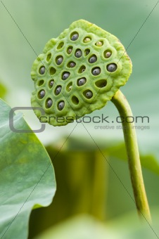 Lotus seed pod