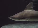 Sandbar shark 