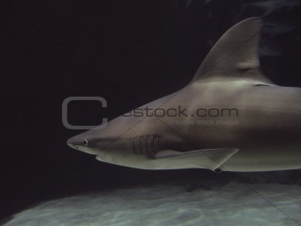 Sandbar shark 