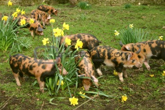 Piglets in garden