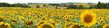 Bordeaux Sunflowers