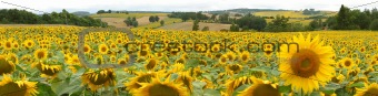 Bordeaux Sunflowers