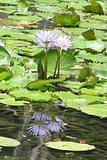 Lily pads and flower