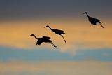 Sandhill Cranes Landing at Sunset