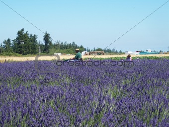 Lavender Harvest