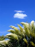 Feathery Plants Against a Vivid Blue Sky