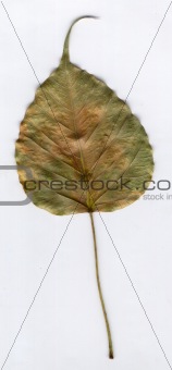  autumn leaf 