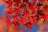 Maple in autumn colors