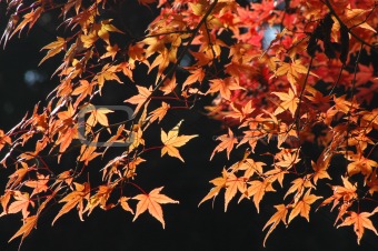 Maple in autumn colors