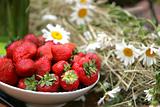 Strawberries and flowers.