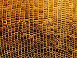 Snake Leather Texture