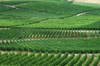 Green vineyards.Germany