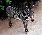 Inquisitive Zebra