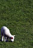 Lamb In Grass