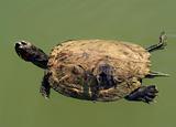 flying turtle