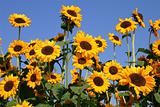 Group of happy sunflowers