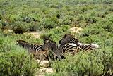 three zebras