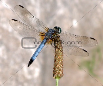 Dragonfly of Blue!