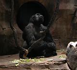 Gorilla lookin up