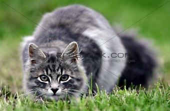 Cat In Grass