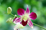 Purple Orchid Unopen Bud