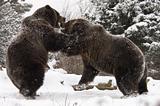 Wrestling bears