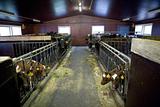 Cattle II / farm