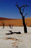 Dooie Vlei in Namib desert, Namibia