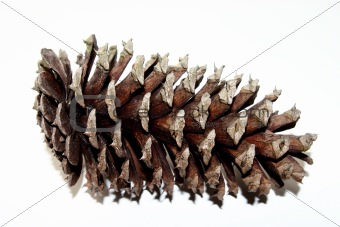 Single Isolated pine cone
